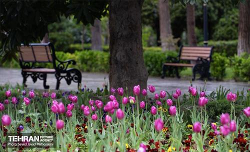 تیتر هوای بهاری تهران 15