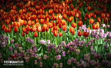 لاله های باغ ایرانی 9