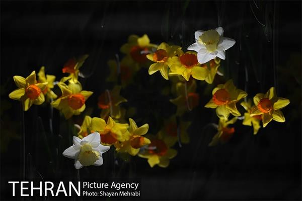 رویش گل های لاله در باغ ایرانی 31