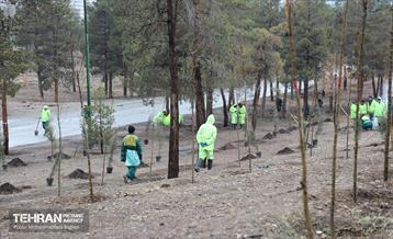 آغاز کاشت ۲۵ هزار اصله نهال غیرمثمر در بوستان چیتگر 31