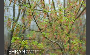 طبیعت بهاری بوستان سرخه حصار‎ 11
