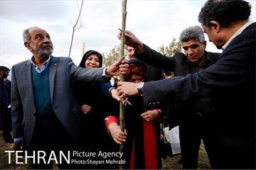 کاشت شش نهال درخت زیتون با حضور کارگرداران سینمای ایران 16