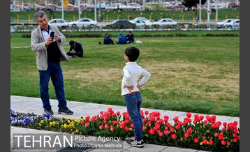 رویش گل های لاله در میدان آزادی 23