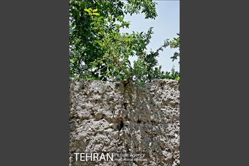توتستان های طرشت، طعم شیرین طهران قدیم 3