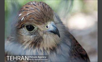 باغ پرندگان تهران 8