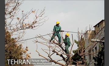 تلاش ویژه شهرداری برای نجات زندگی حدود یکصد درخت اتوبان نیایش 12
