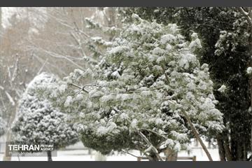 بارش برف زمستانی در منطقه ۲ 21