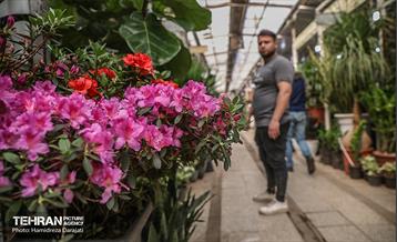 بازار گل محلاتی  22