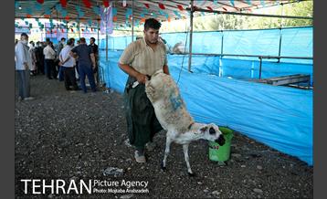 مرکز عرضه دام بهداشتی به مناسبت عید قربان در منطقه 14