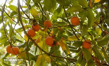 چهارمین جشنواره خرمالوی کن 14