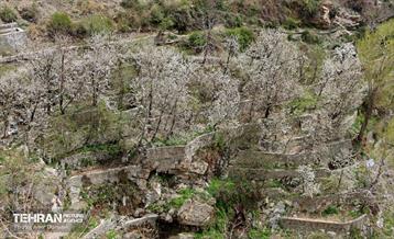 هوای بهاری منطقه 22 19