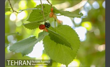 فصل برداشت توت از باغات سولقان 8