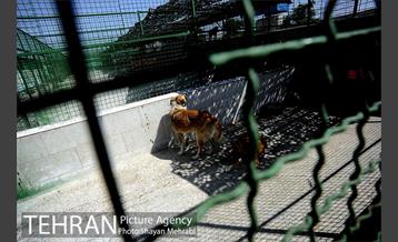 نقاهتگاه سگ های بدون صاحب واقع در آراد کوه 5