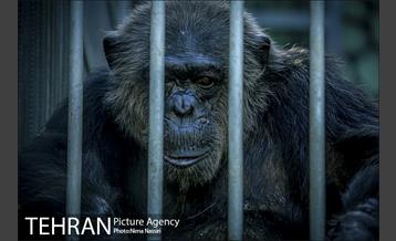 زندگی در قفس 21