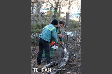 عملیات هرس درختان درمعابر و بوستانهای مناطق تهران 13
