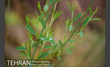 طبیعت بهاری پارک جنگلی لویزان‎  9
