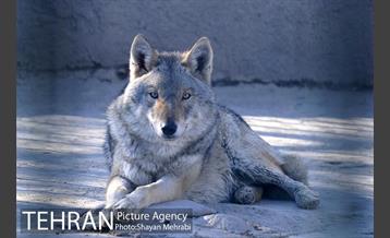 پارک پردیسان 7