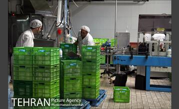 خط تولید شرکت صنایع شیر ایران 8