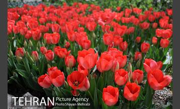 رویش گل های لاله در باغ ایرانی 10