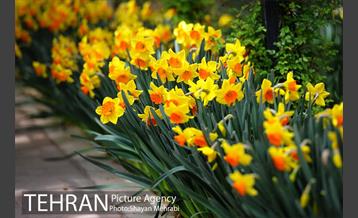 رویش گل های لاله در باغ ایرانی 3