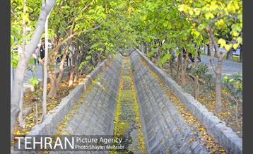 طبیعت پاییزی بلوار کشاورز 19