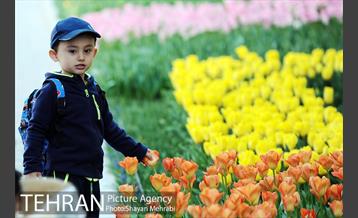 پیاده راه لاله مادران 47