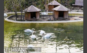 باغ پرندگان 15