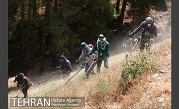 علف زنی بوستانهای تهران برای مقابله با آتش سوزی 4