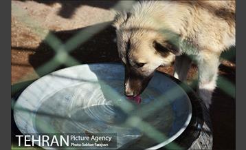 مرکز نگهداری سگ های بدون صاحب  10