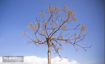 سمفونی رنگ های پاییزی - بوستان رازی 15