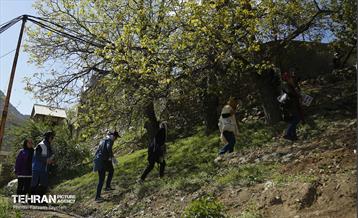 دومین جشنواره شکوفه‌های گیلاس 15