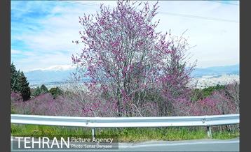 طبیعت بهاری بوستان سرخه حصار‎ 2