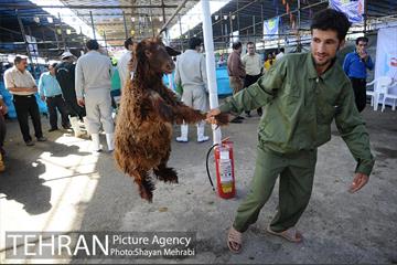 بازدید معاونین شهردار از جایگاه های عرضه دام زنده 3
