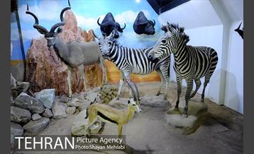 موزه طبیعت و حیات وحش دارآباد تهران 24