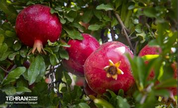 یـاقوت سرخ  2