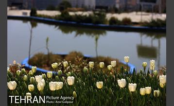 باغ گل لاله های ایرانی در بوستان آبشار تهران‎ 10