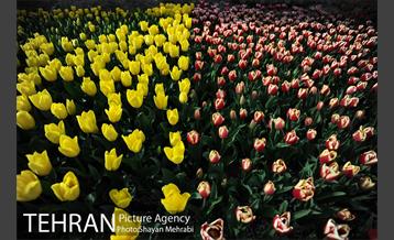 پیاده راه لاله مادران 3