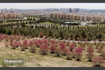 بهار ارغوانی 1
