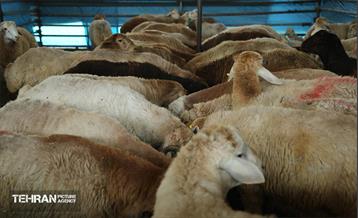 عرضه دام زنده بهداشتی ویژه روز عرفه و عید قربان 14