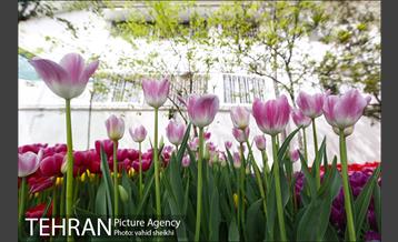 پیاده راه لاله برای مادران 18