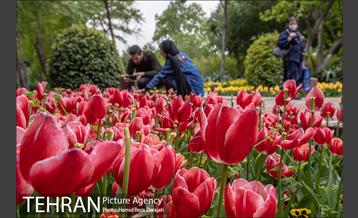 لاله های باغ ایرانی 6
