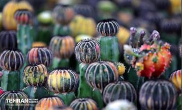 بیستمین نمایشگاه بین‌المللی گل و گیاه 15