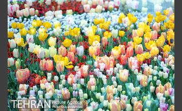 پیاده راه لاله مادران 45