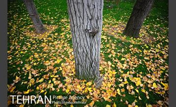 پاییز در بوستان ملت 10