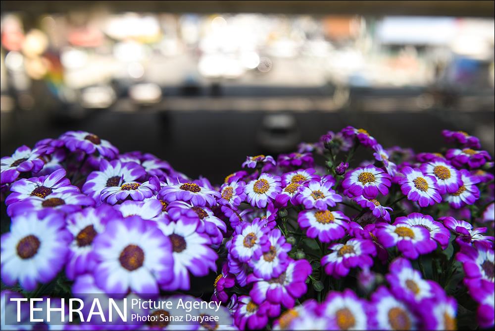 گل آرایی پل سیدخندان 18