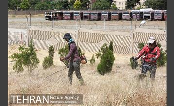 علف زنی بوستانهای تهران برای مقابله با آتش سوزی 10