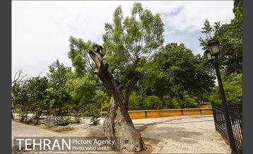 بوستان پلیس 1