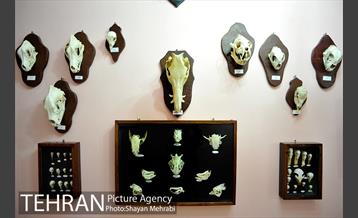 موزه حیات وحش هفت چنار 10