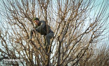 هرس درختان در منطقه 5