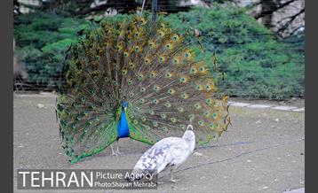 موزه طبیعت و حیات وحش دارآباد تهران 44